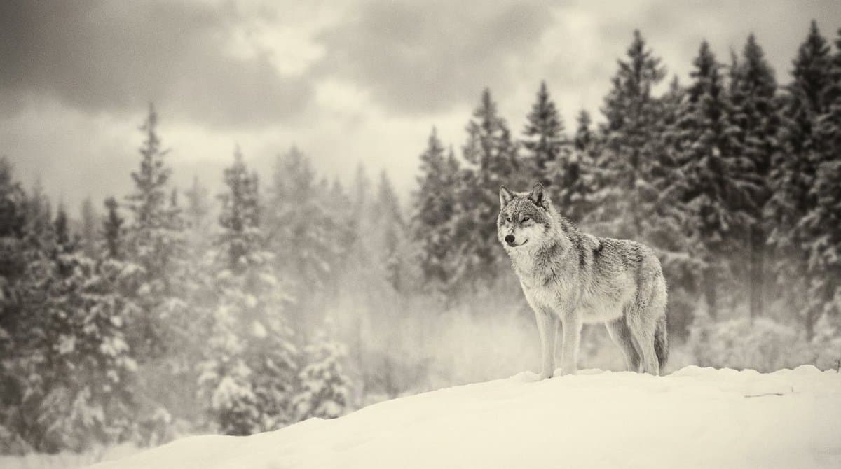Monochromatic Ivory Cinematic Portrait — example 4